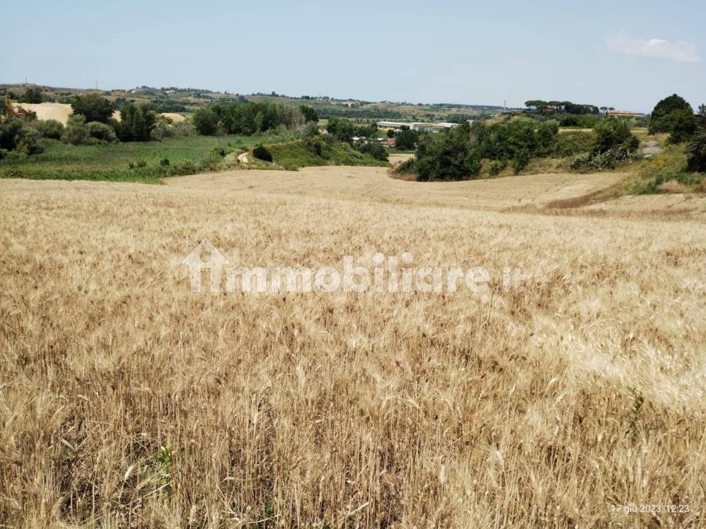 terreno con grano