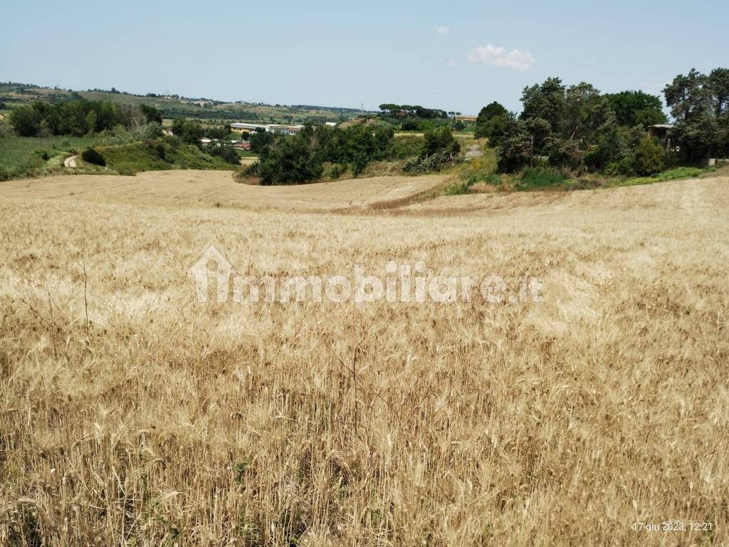 terreno con grano