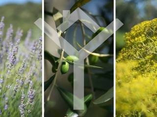 vegetazione, piante botaniche, fiori