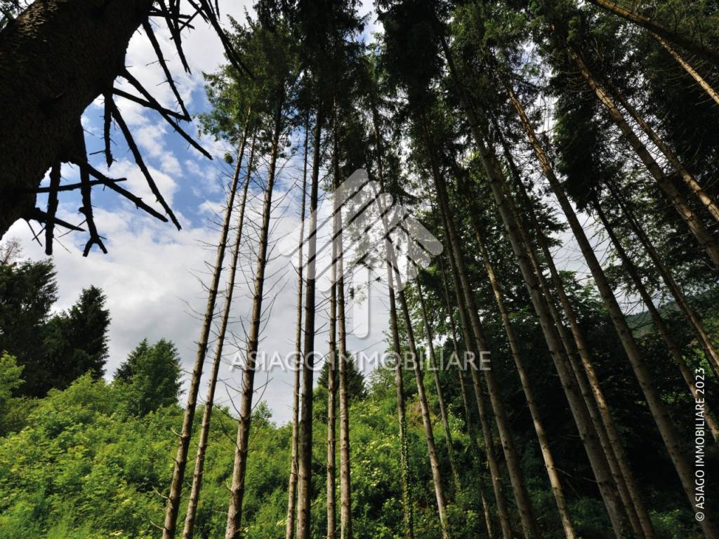 il bosco di proprietà