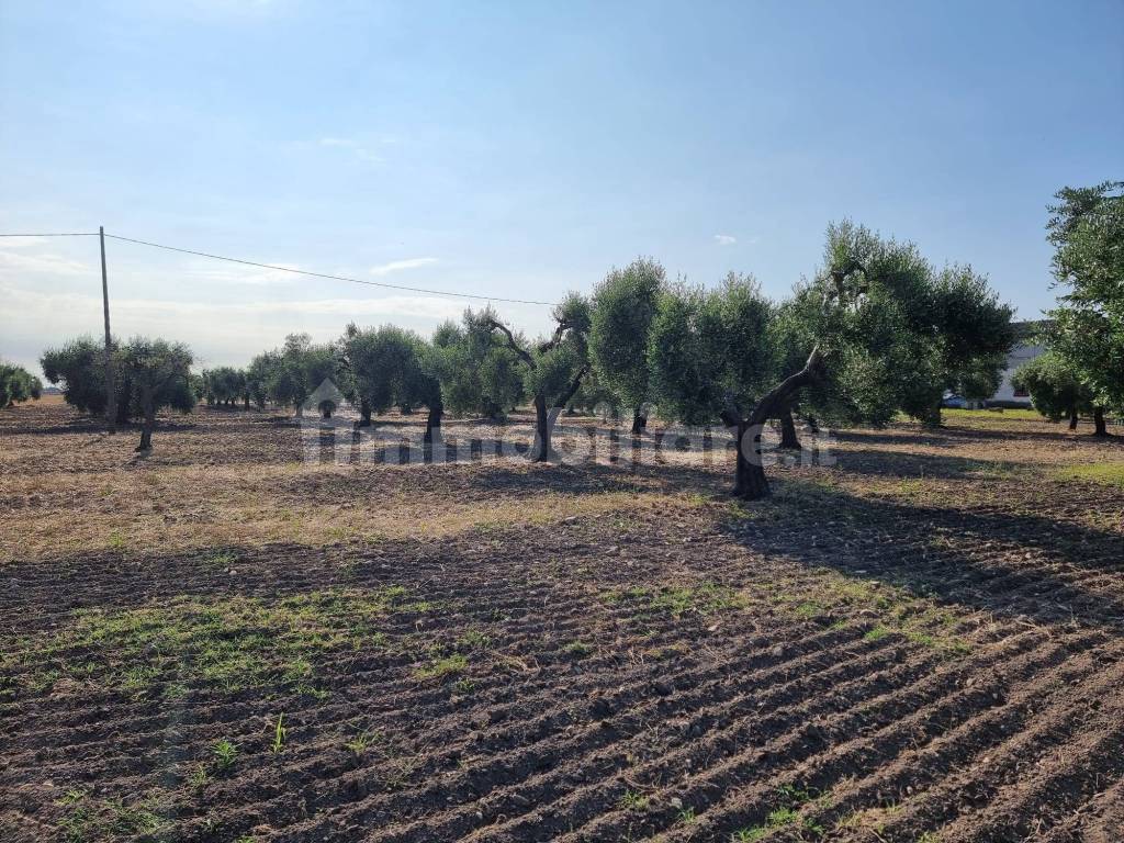 Agricultural land via Napoli, Foggia, ref. 104615467 Immobiliare.it