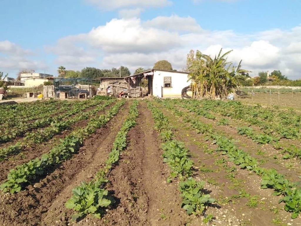 terreno agricolo