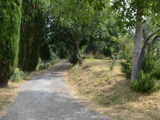 Viale