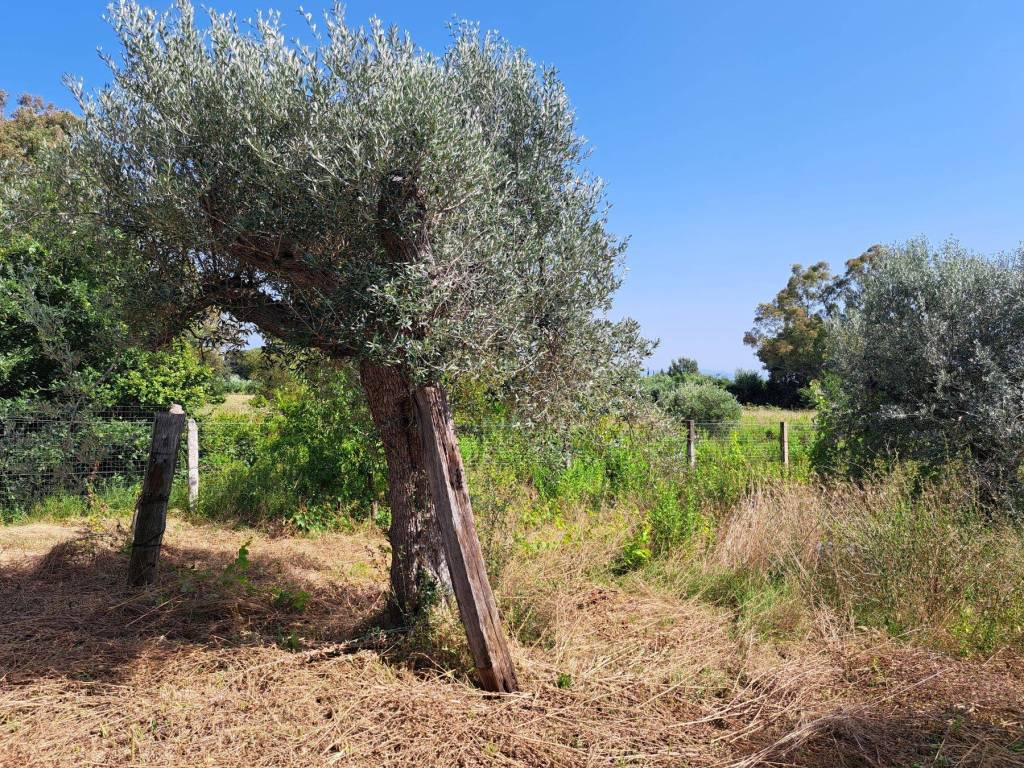 Terreno agricolo via della repubblica, rosignano marittimo paese, rosignano marittimo