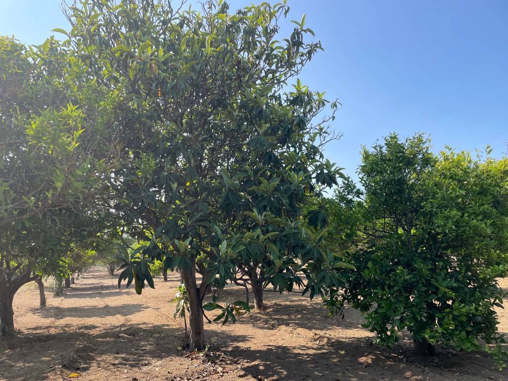 Terreno agricolo contrada grillopallo, ardore