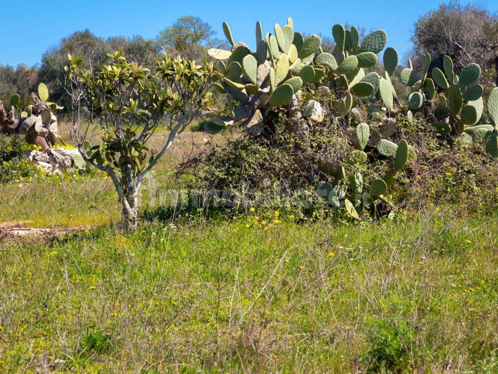 Terreno