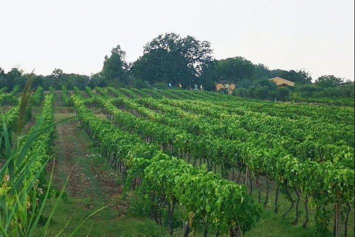 Terreno agricolo contrada vomereto, altomonte