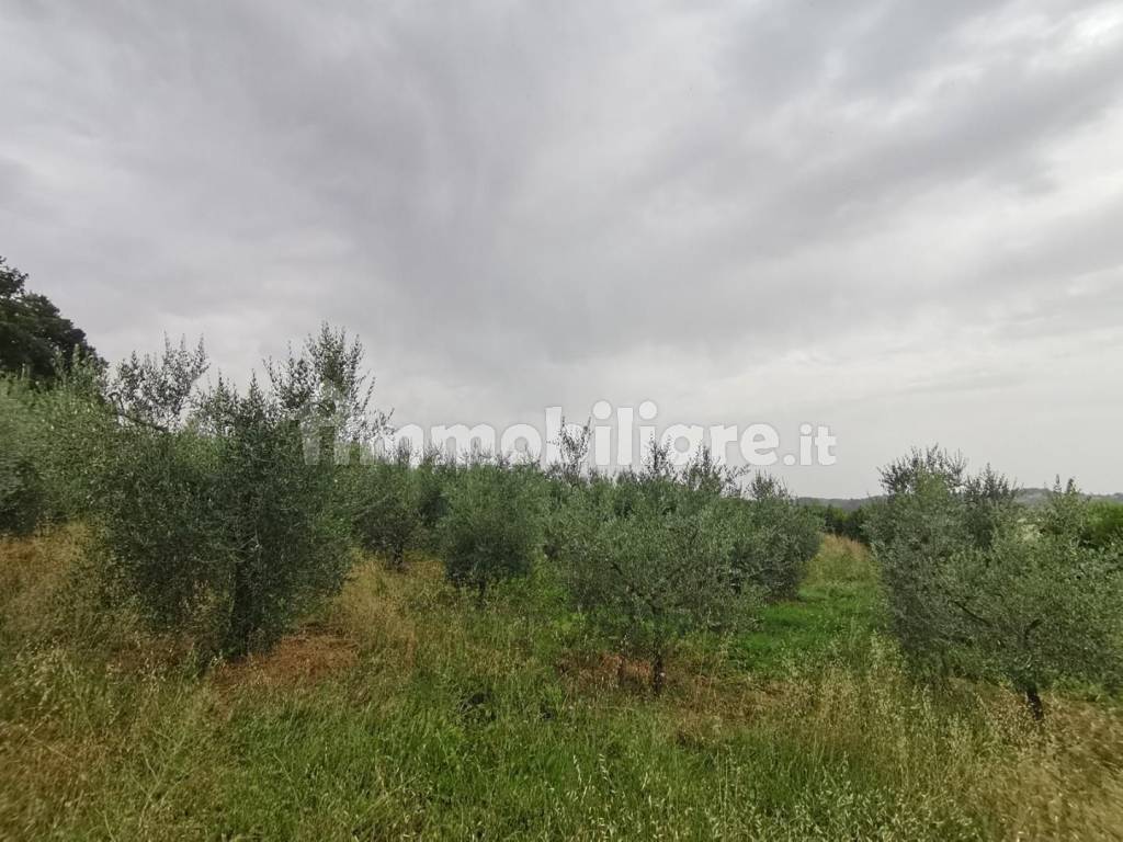 1056175-pzyd24dou.jpg