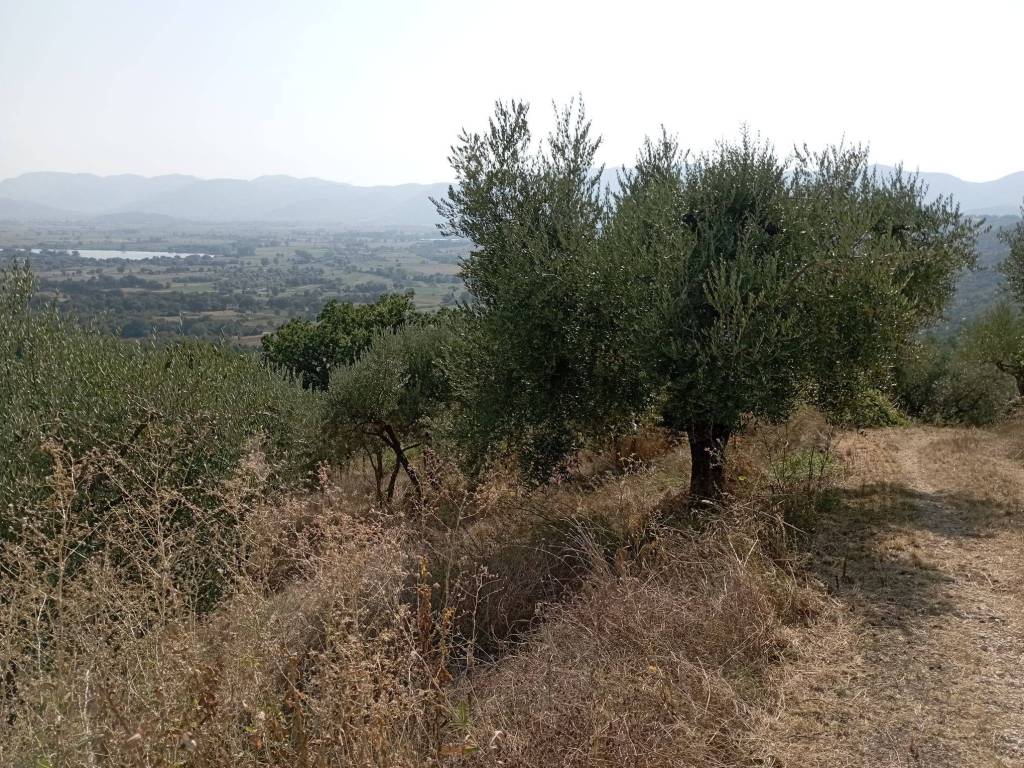 Terreno agricolo villa càpita, poggio bustone