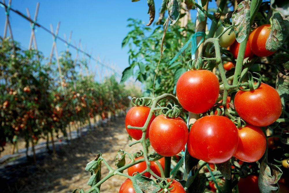 come-coltivare-i-pomodori-in-vaso-2.jpg