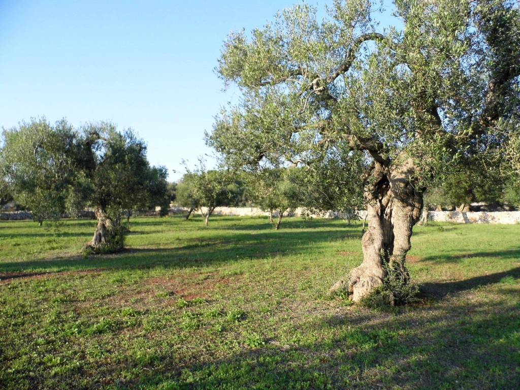 Terreno edificabile via volito 1, marina san gregorio, patù