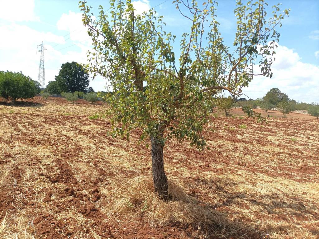 terreno laterale