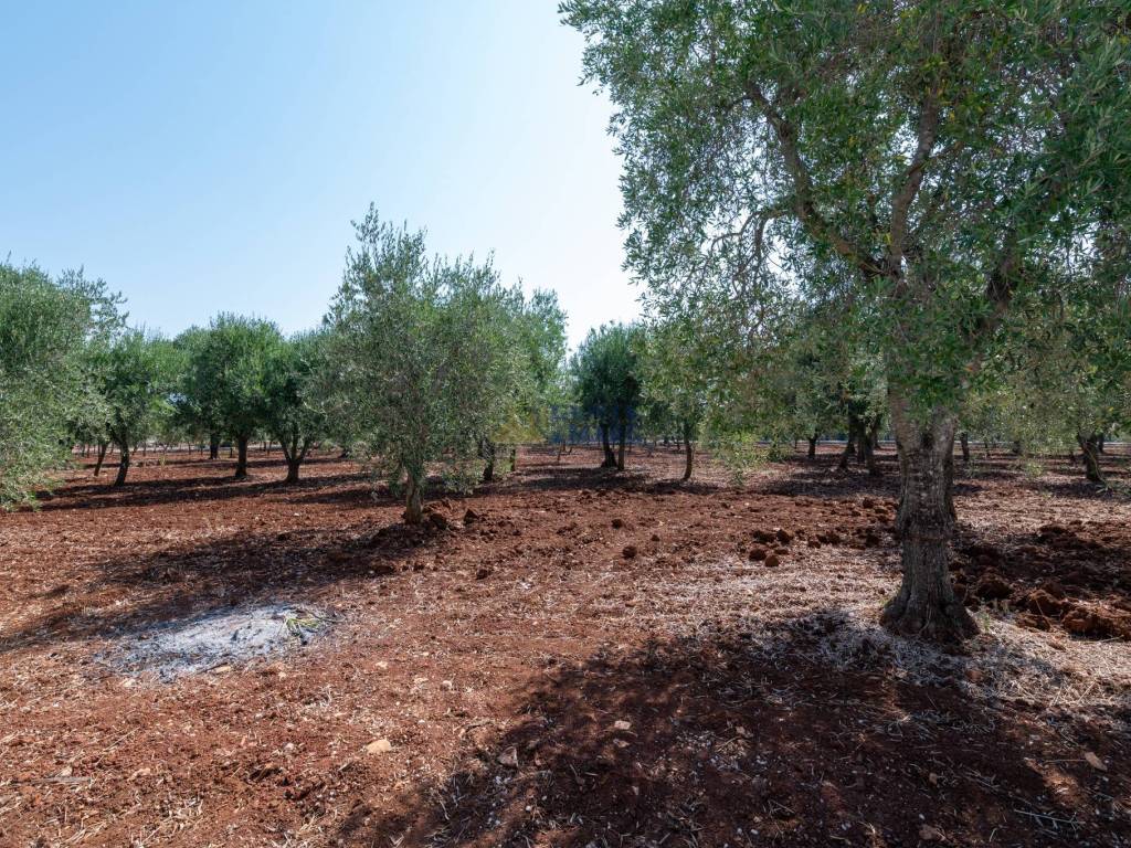 Trullo Paradiso Pugliese