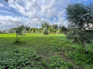 terreno agricolo Marina di Massa