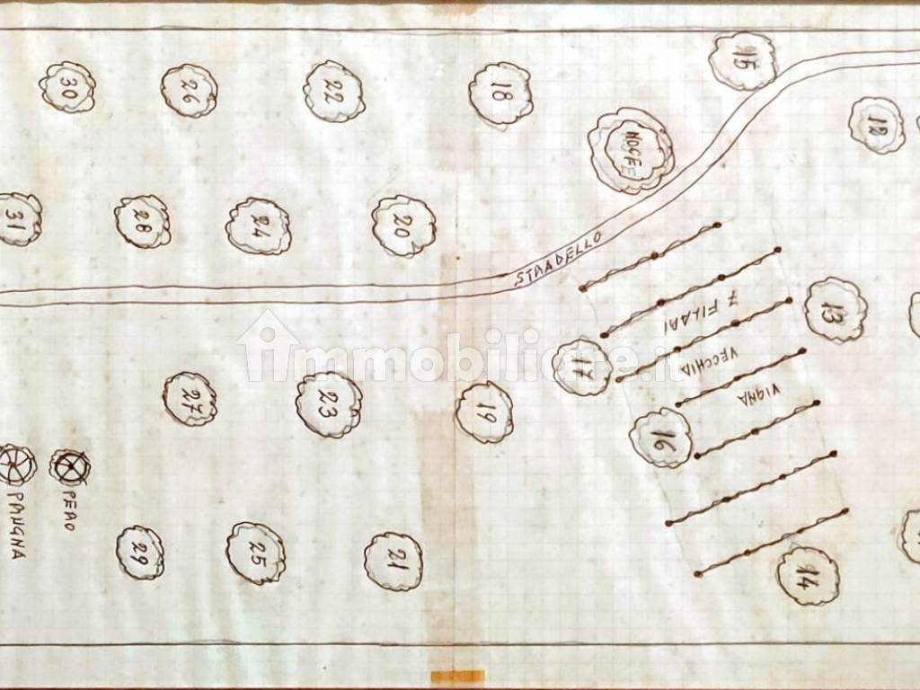 MAPPA DEL TERRENO CON PIANTUMAZIONE