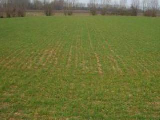 Terreno agricolo viale francesco nardi, selci lama, san giustino