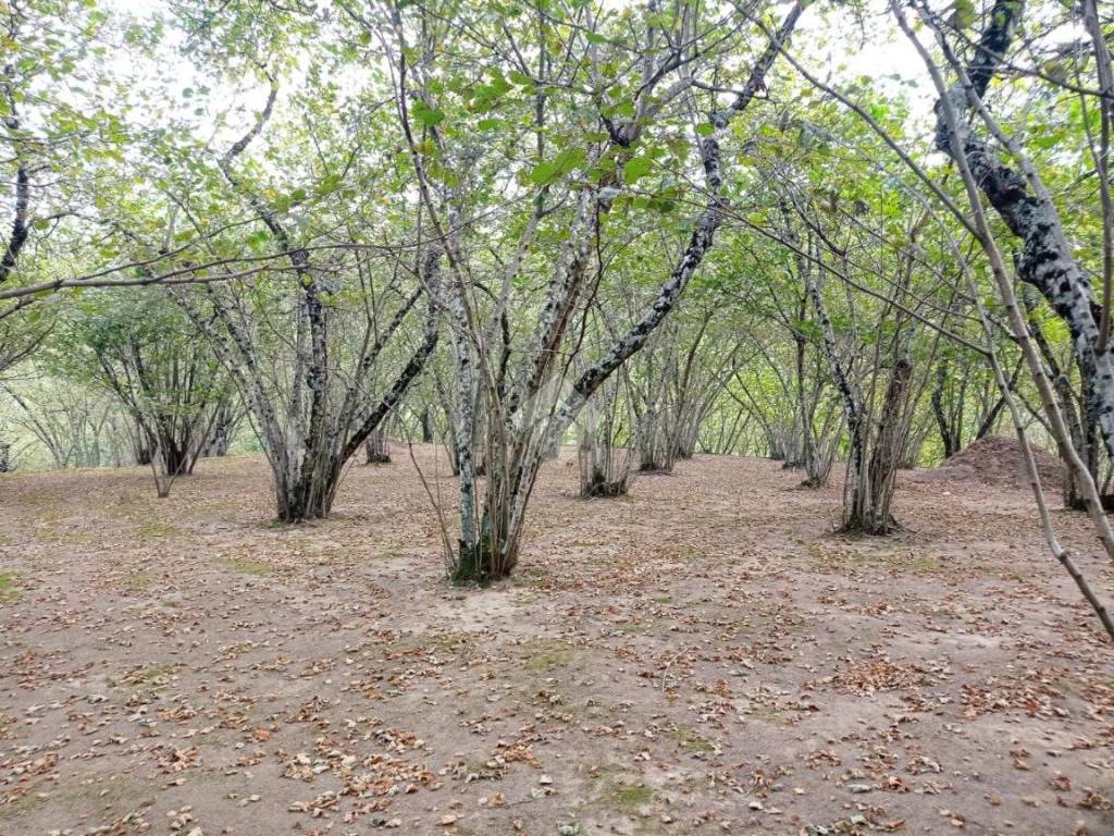 Terreno agricolo contrada bosco 1, aiello del sabato