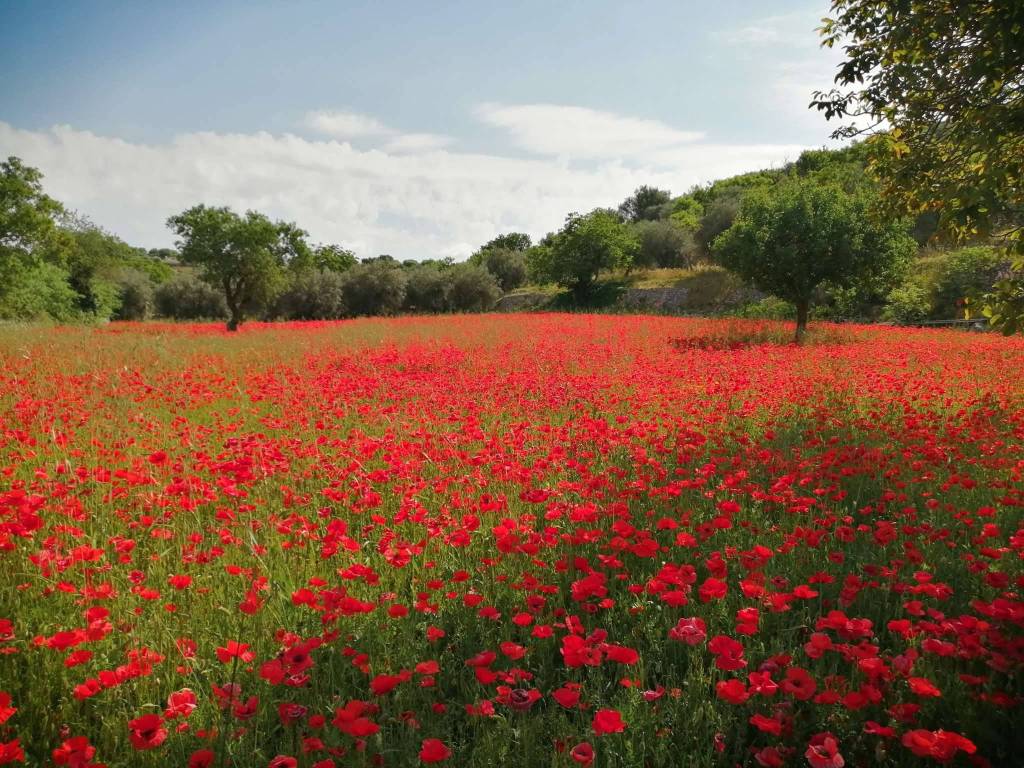 campagna