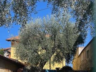 Foto - Vendesi villa con terrazzo, Riviera dei Fiori, San Bartolomeo al Mare