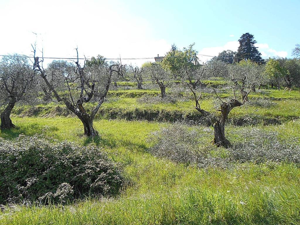 Terreno agricolo via della chiesa di san felice, san felice, pistoia