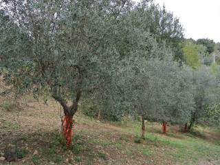 oliveta01