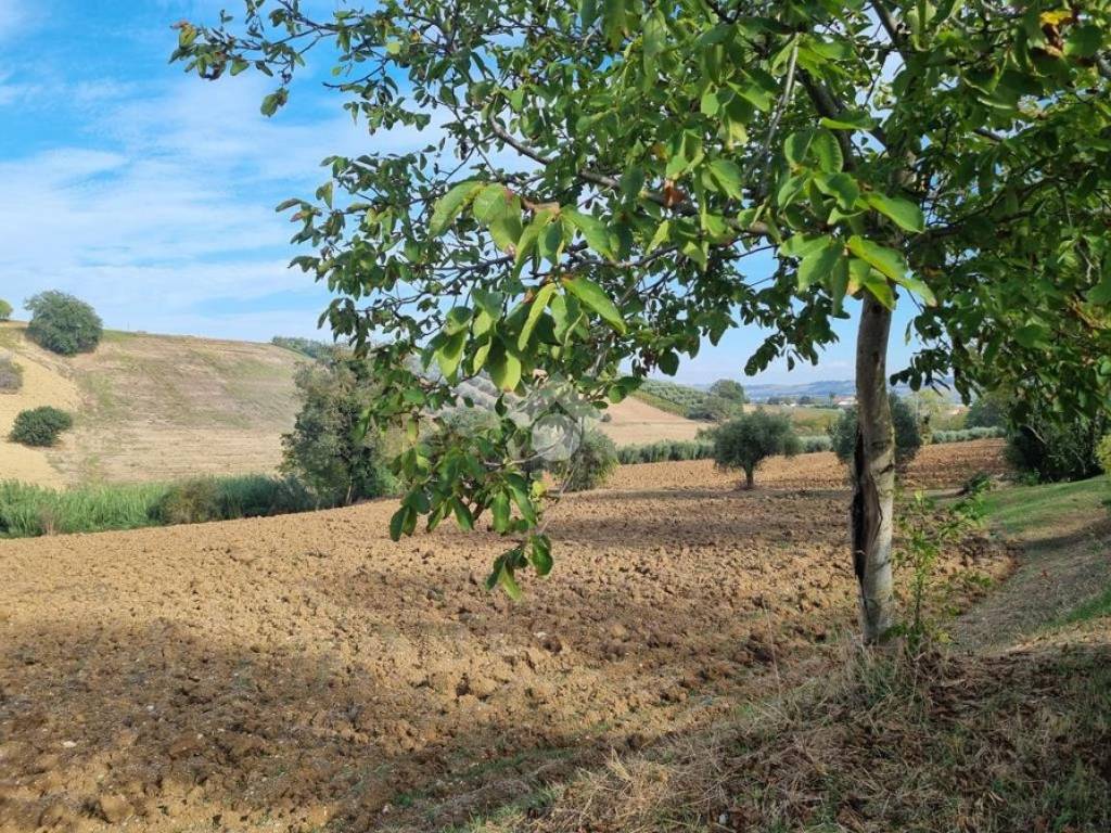 Terreno agricolo