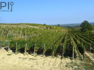 vigneto e panorama