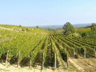 vigneto e panorama