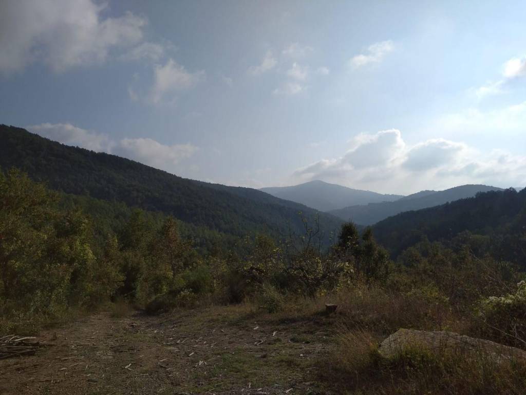 Terreno agricolo contrada bisceglie, trentinara