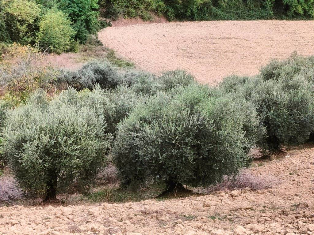 Terreno agricolo strada passo di colle, grottazzolina