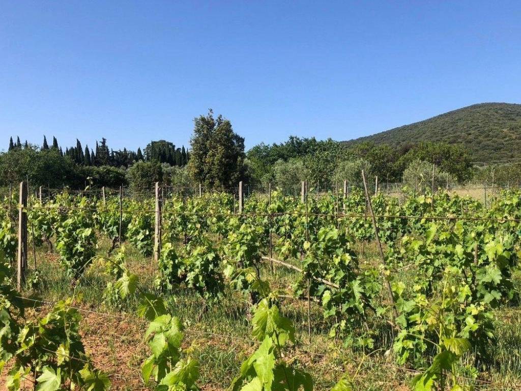 Terreno agricolo strada vicinale dei poggi, orbetello