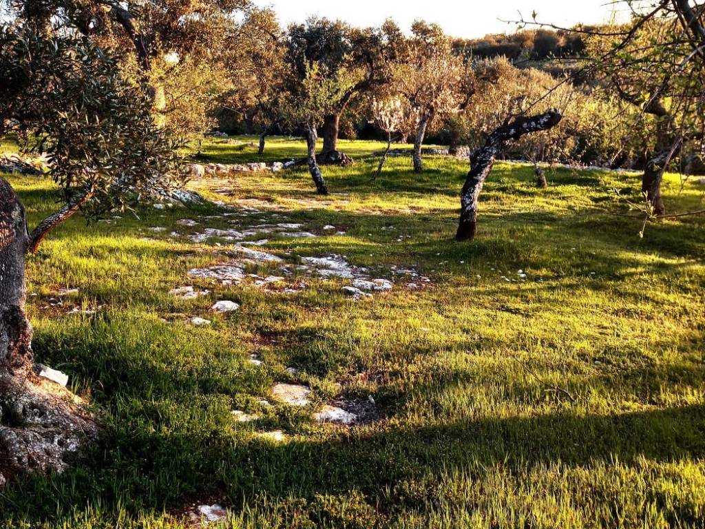 Terreno agricolo contrada torricella, monopoli
