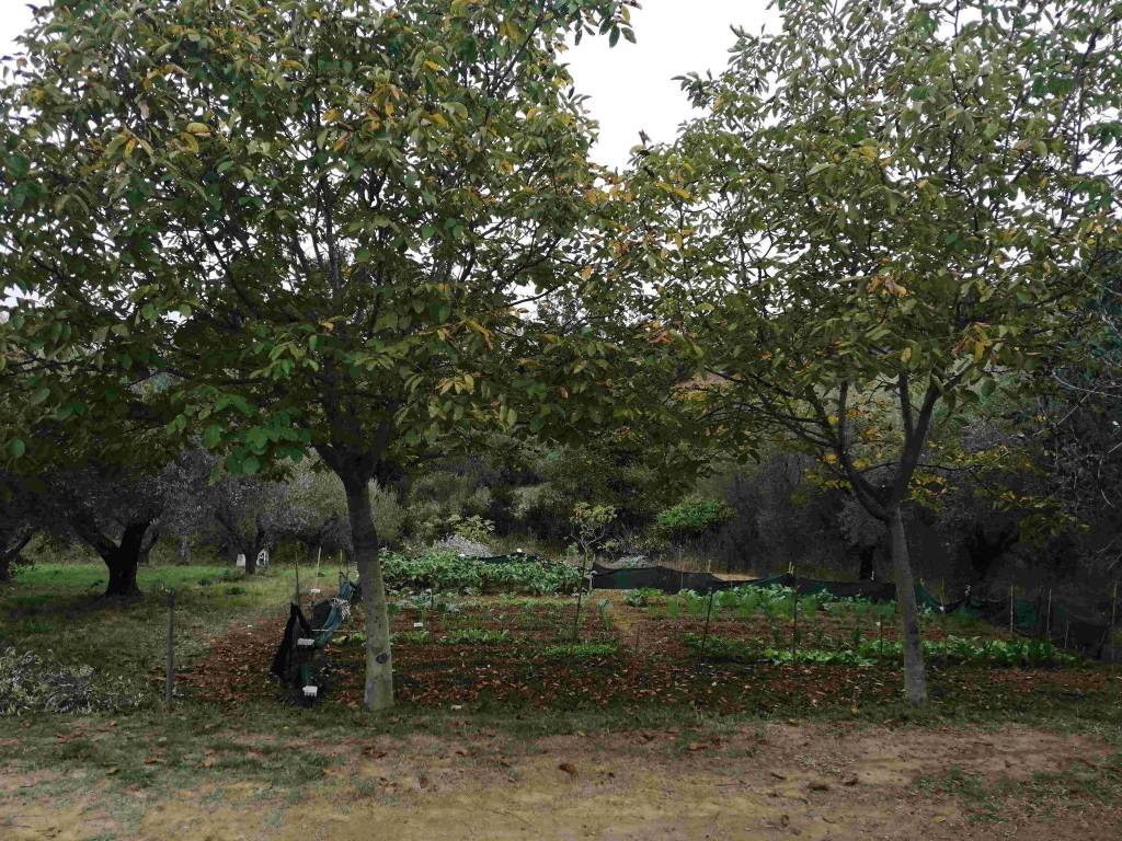 Terreno agricolo via fontanelle, fontanelle, pescara