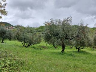 oliveto