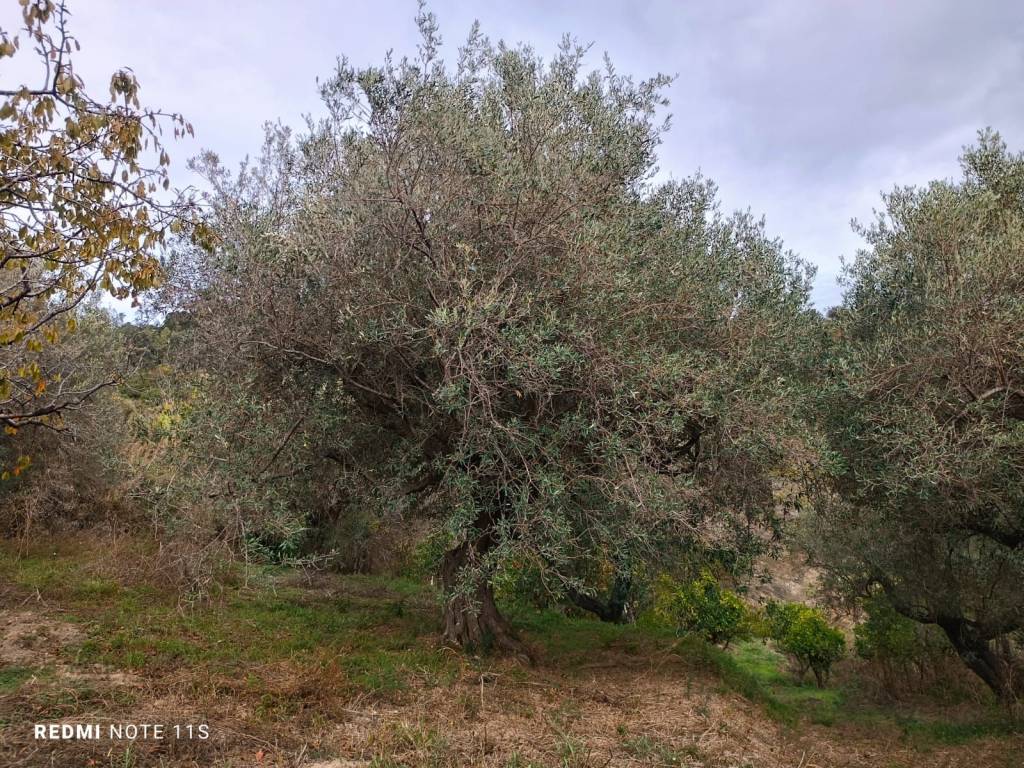 Terreno agricolo contrada san giovanni, santa lucia del mela