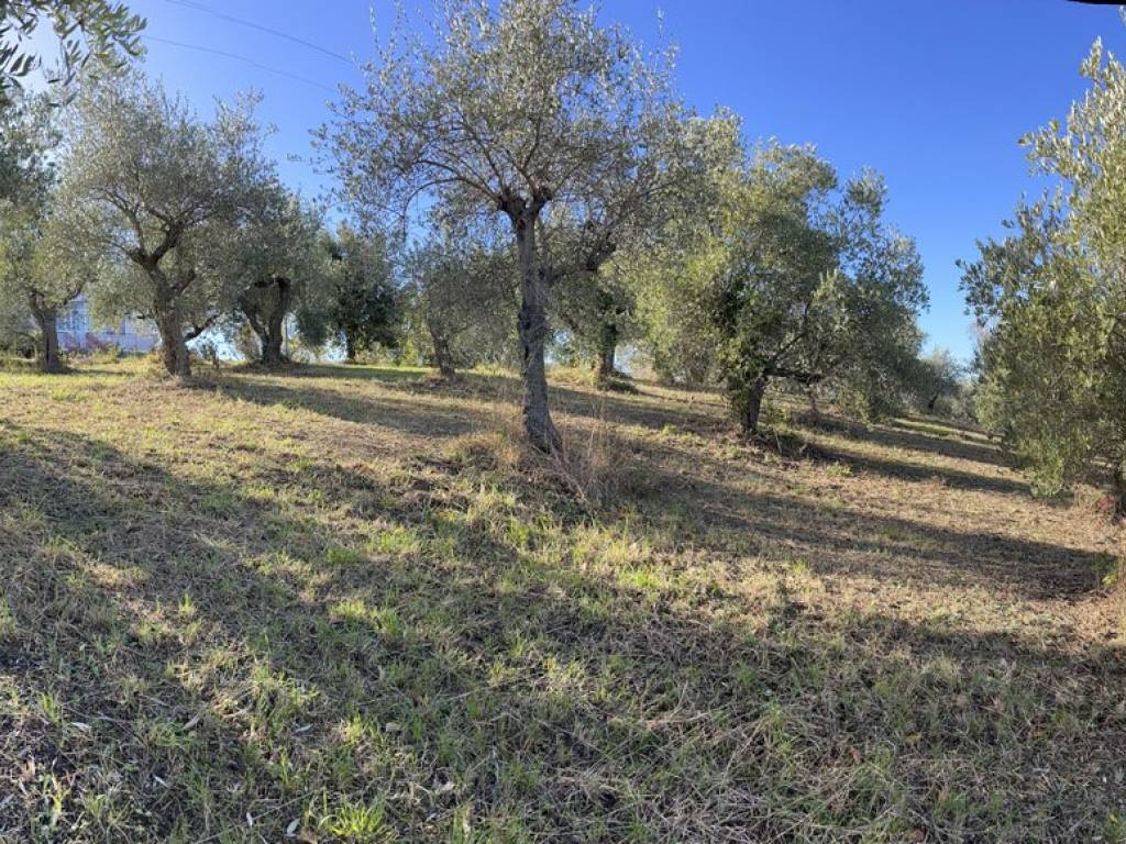 Terreno agricolo, saludecio