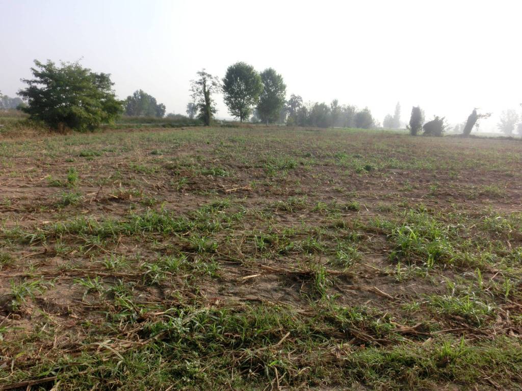 Terreno agricolo via dante alighieri, crespiatica