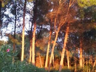 Giardino con alberi di pino