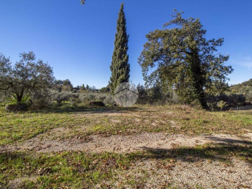 terreno agricolo con alberi di ulivo