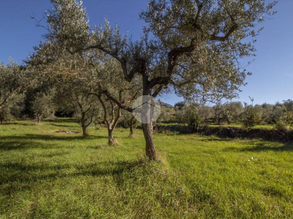 terreno agricolo