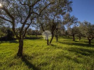 terreno agricolo