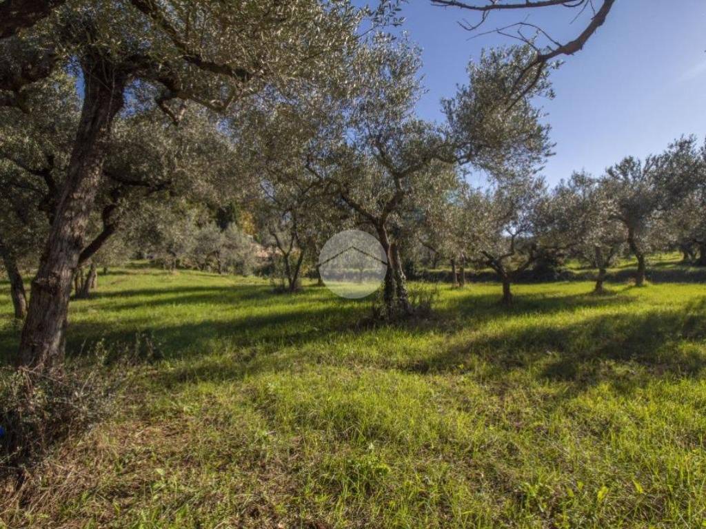 terreno agricolo pianeggiante