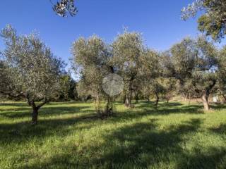 terreno agricolo