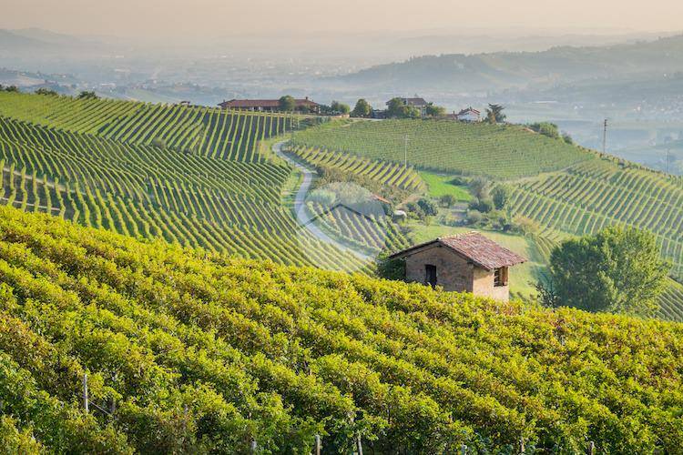 vigneto-filari-colline-langhe-by-giorgio-pulcini-adobe-stock-750x500