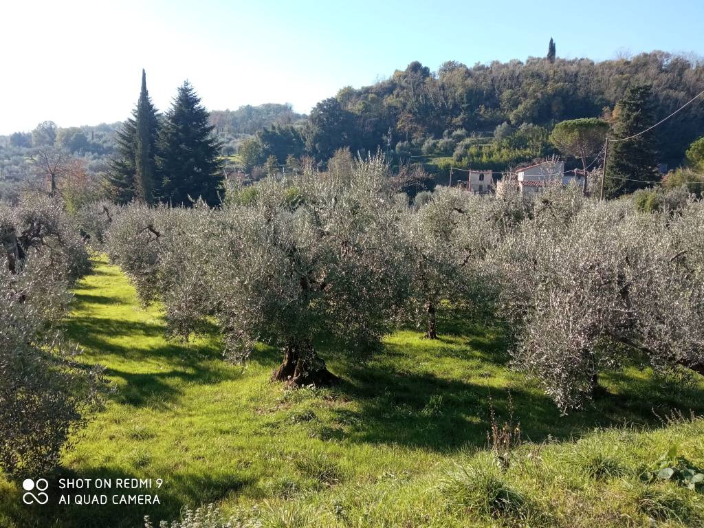 Terreno agricolo via castel di piazza 9, sarripoli - campiglio, pistoia