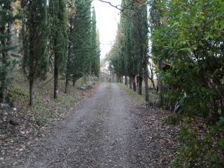 Viale