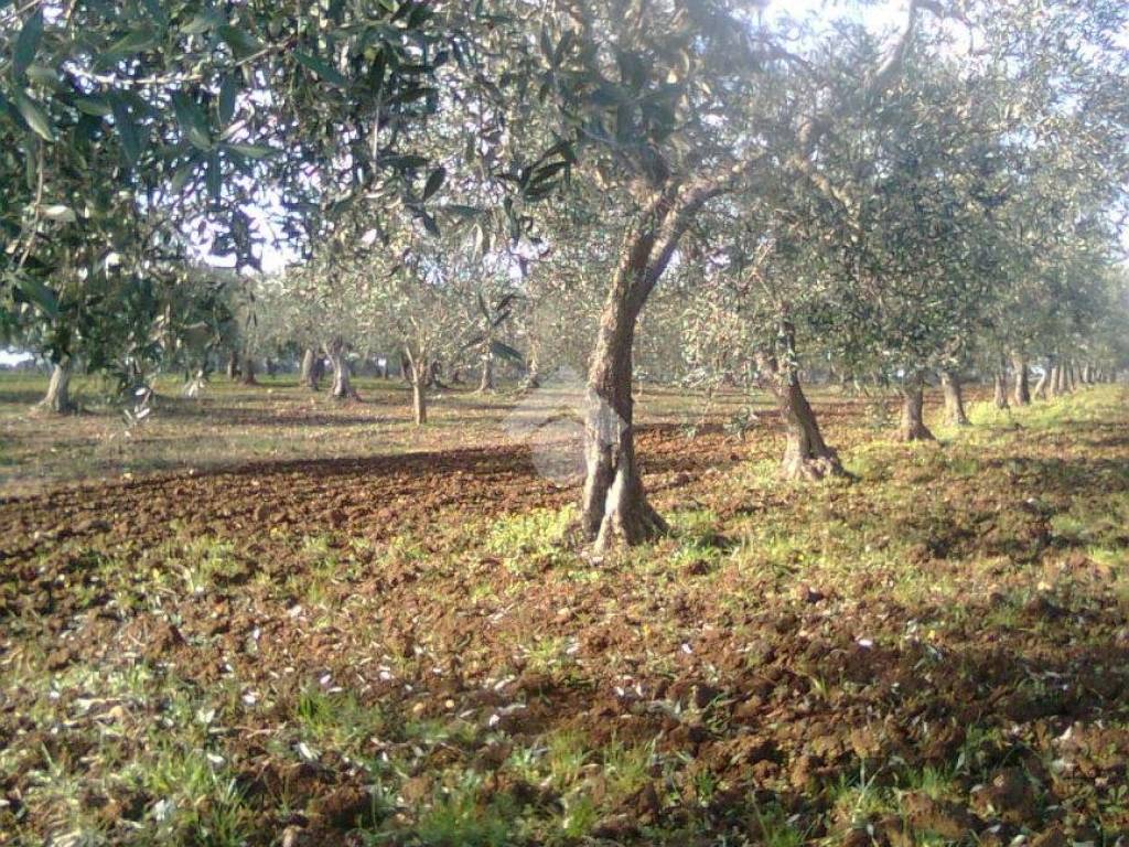 Terreno agricolo strada vicinale parasacco, gioia del colle