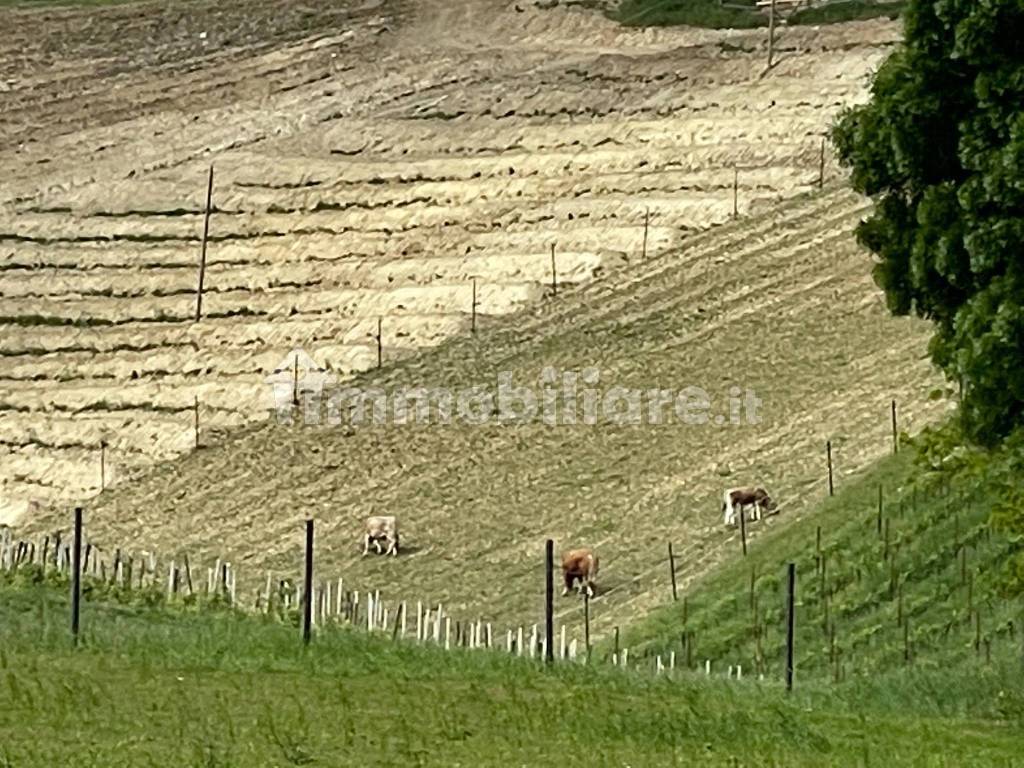 vista pascolo