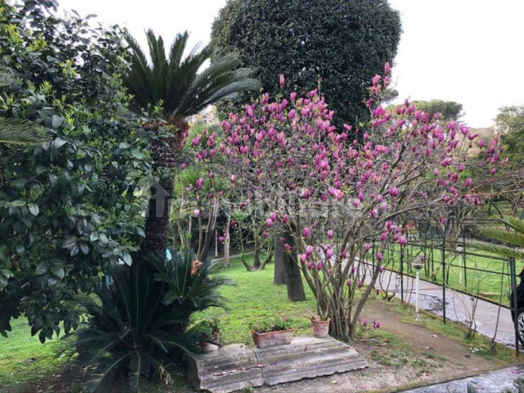 giardino , alberi 