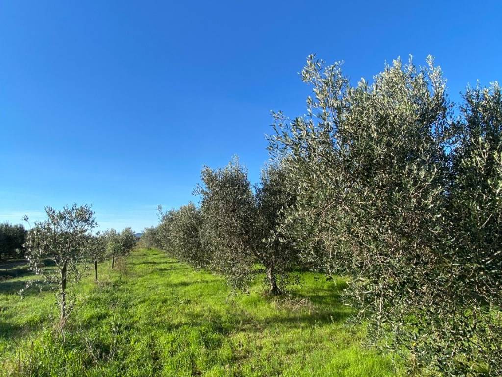 Terreno agricolo via lavoriere, campiglia marittima